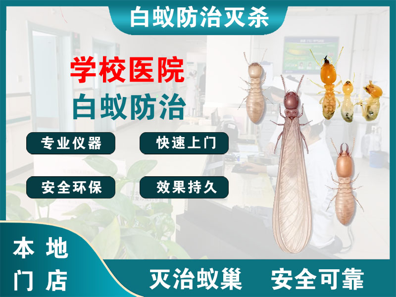 滨江学校医院白蚁防治