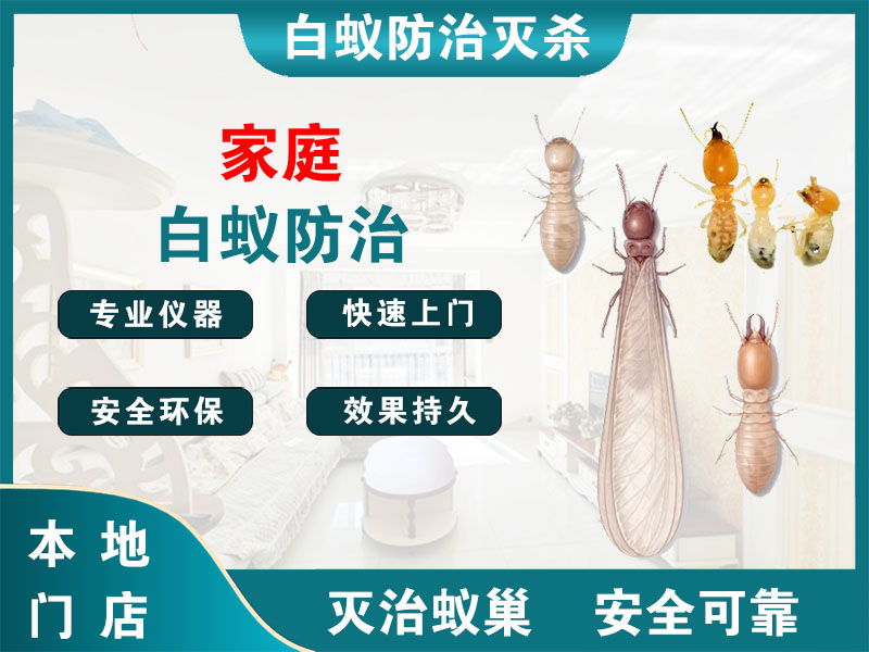 滨江家庭白蚁防治