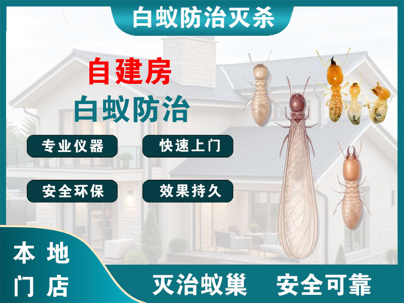 滨江自建房白蚁防治