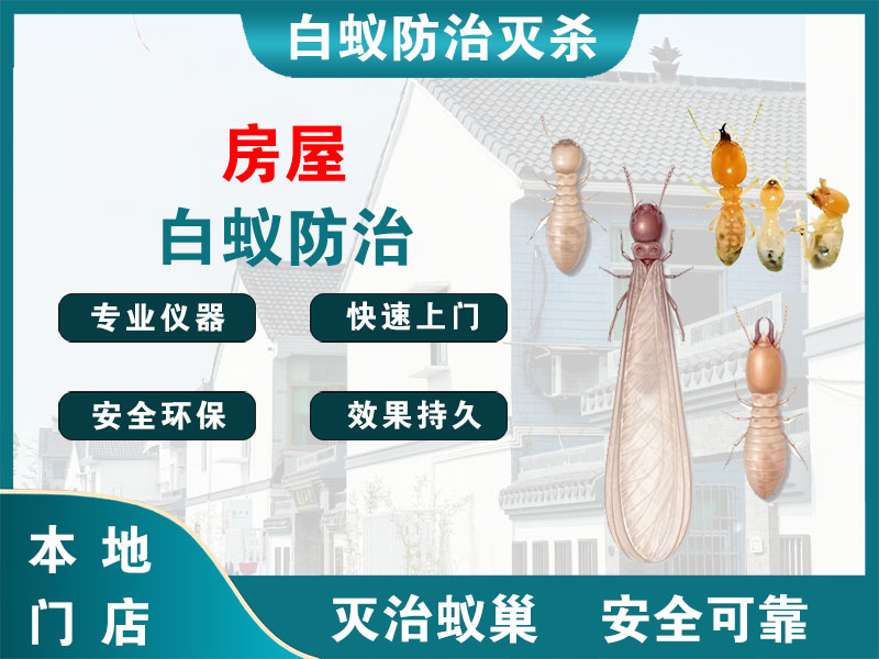 滨江房屋白蚁防治